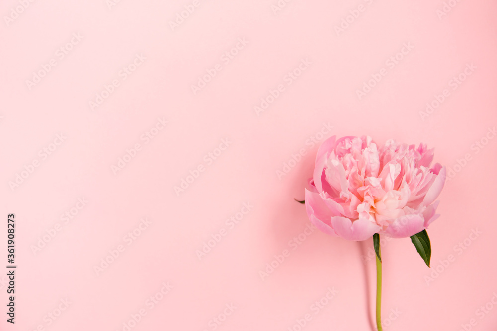Delicate pink peony flower on light pink background. Delicate pink peony flower on light pink background.