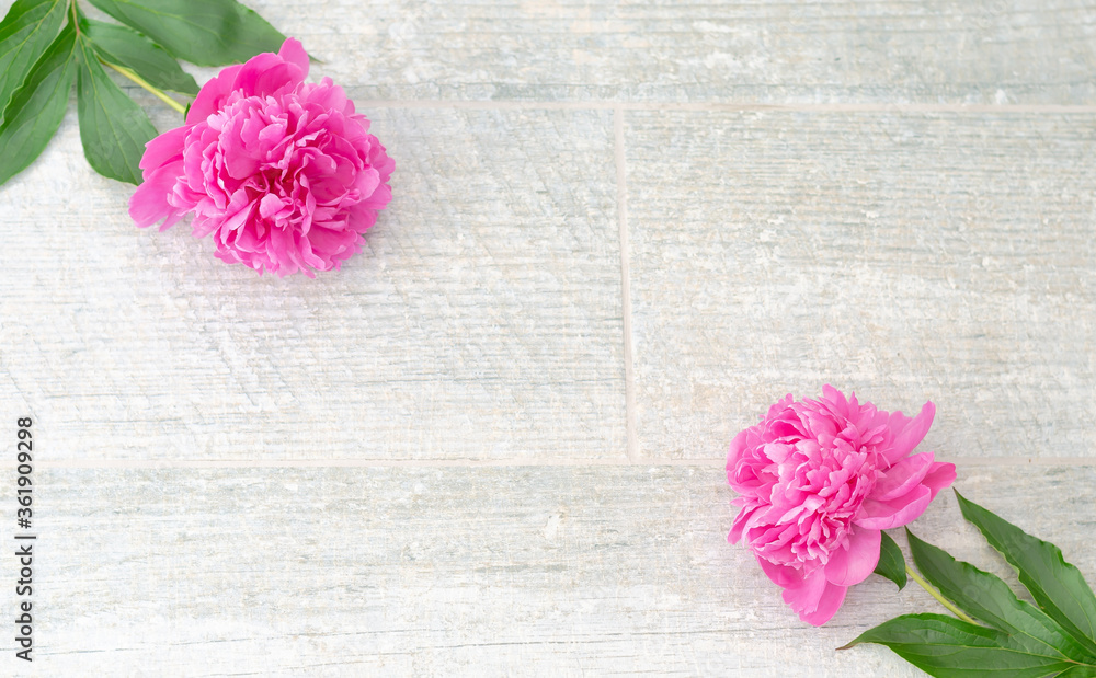 Beautiful pink peony flowers on white grey stone background with copy space for your text top view and flat lay style. Greeting card and romantic concept.