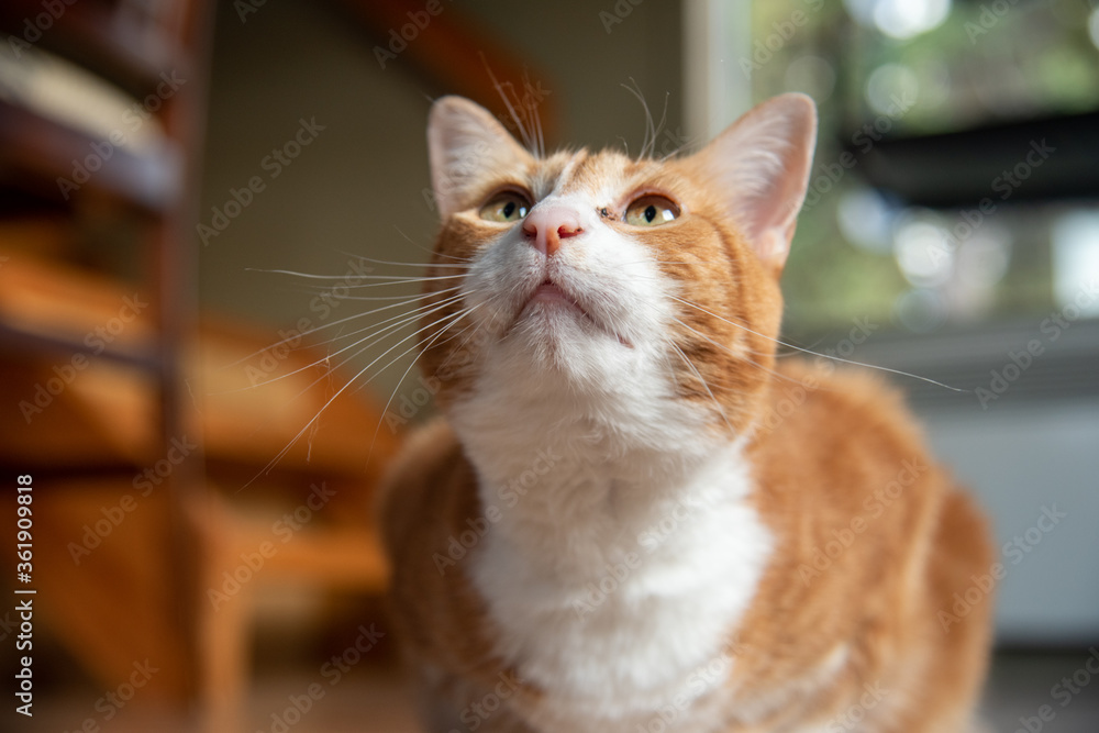 Beautiful ginger and white cat staring directly into the camera with green eyes, whiskers and ears. 