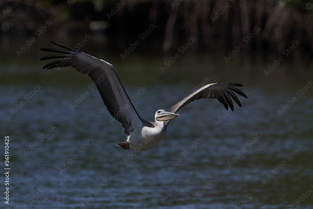 Pink-backed pelican (Pelecanus rufescens) Pink-backed pelican (Pelecanus rufescens)