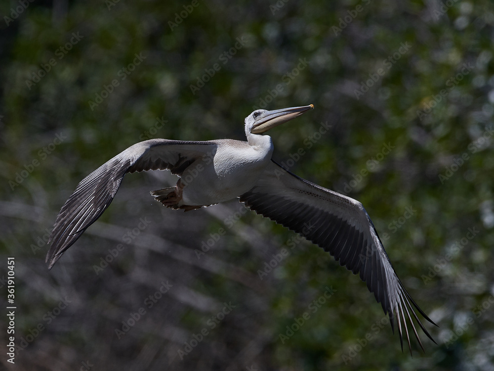 Fototapeta premium Pink-backed pelican (Pelecanus rufescens)