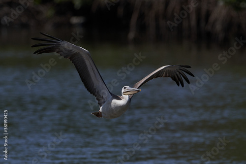 Pink-backed pelican  Pelecanus rufescens 