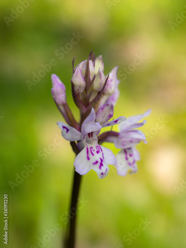 flowering orchis iclose up photo