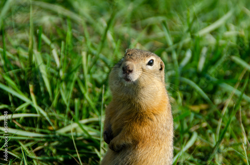 Gopher eats in nature. © Виктория Большагина