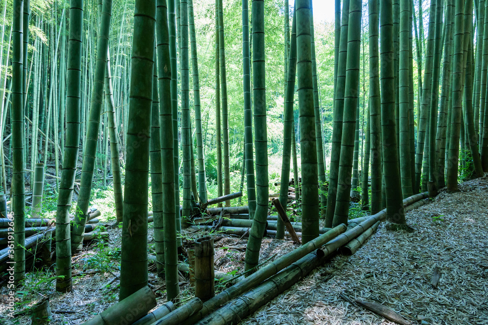 A landscape deep in a Japanese bamboo forest in the middle of summer A landscape deep in a Japanese bamboo forest in the middle of summer