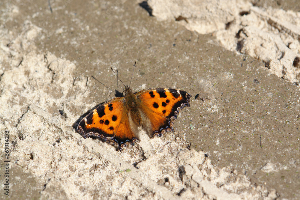 A close up of a small tortoiseshell (Aglais urticae) butterfly absorbing minerals and salt by puddling on a sandy road after the rain, top view A close up of a small tortoiseshell (Aglais urticae) butterfly absorbing minerals and salt by puddling on a sandy road after the rain, top view