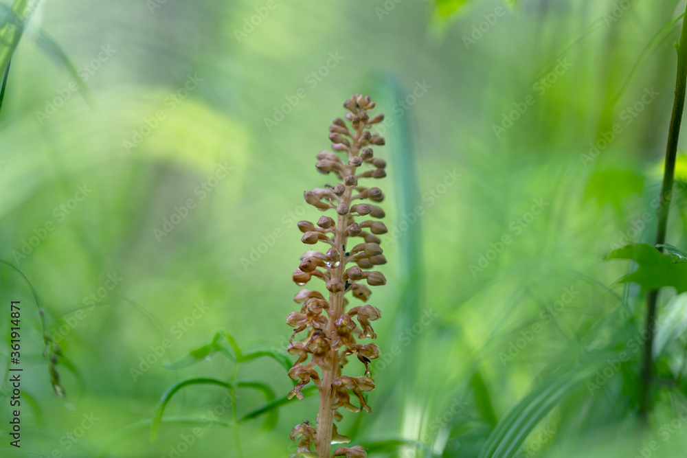 Neottia nidus-avis or bird's-nest orchid