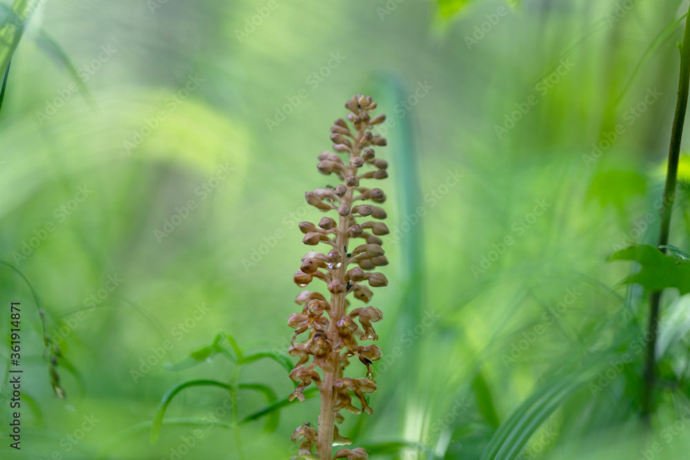 Neottia nidus-avis or bird's-nest orchid Neottia nidus-avis or bird's-nest orchid
