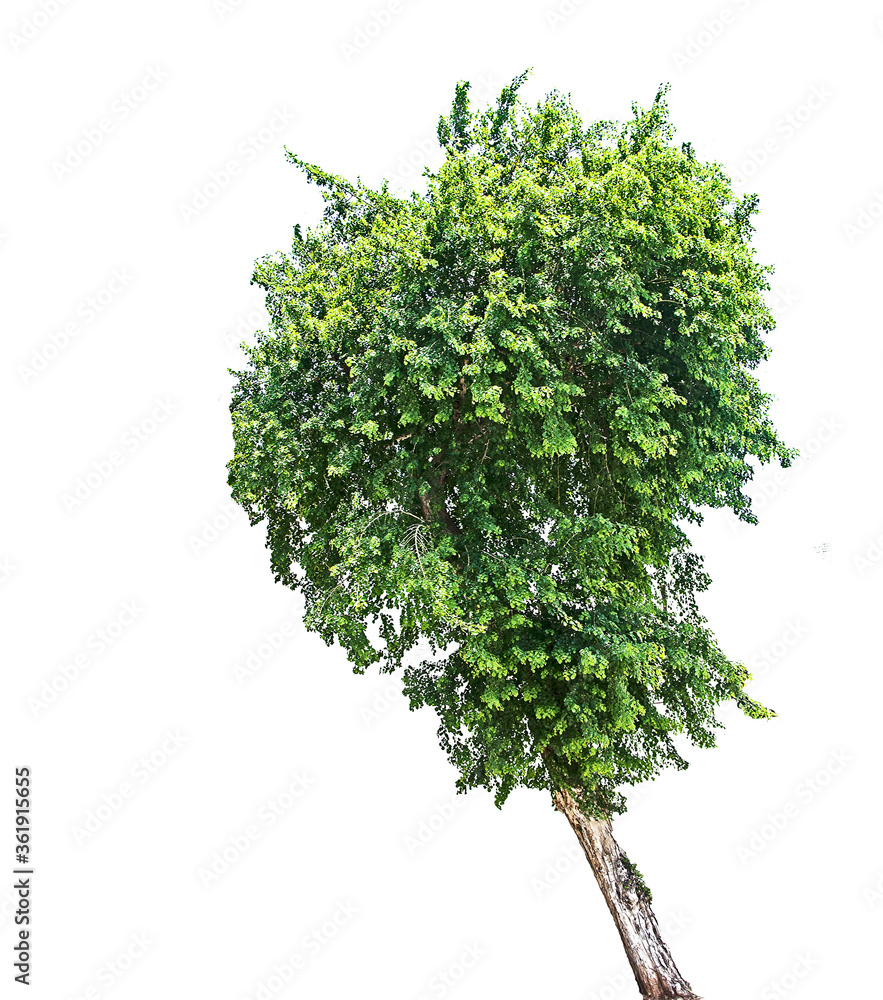 Naklejka premium Tree isolated on white background