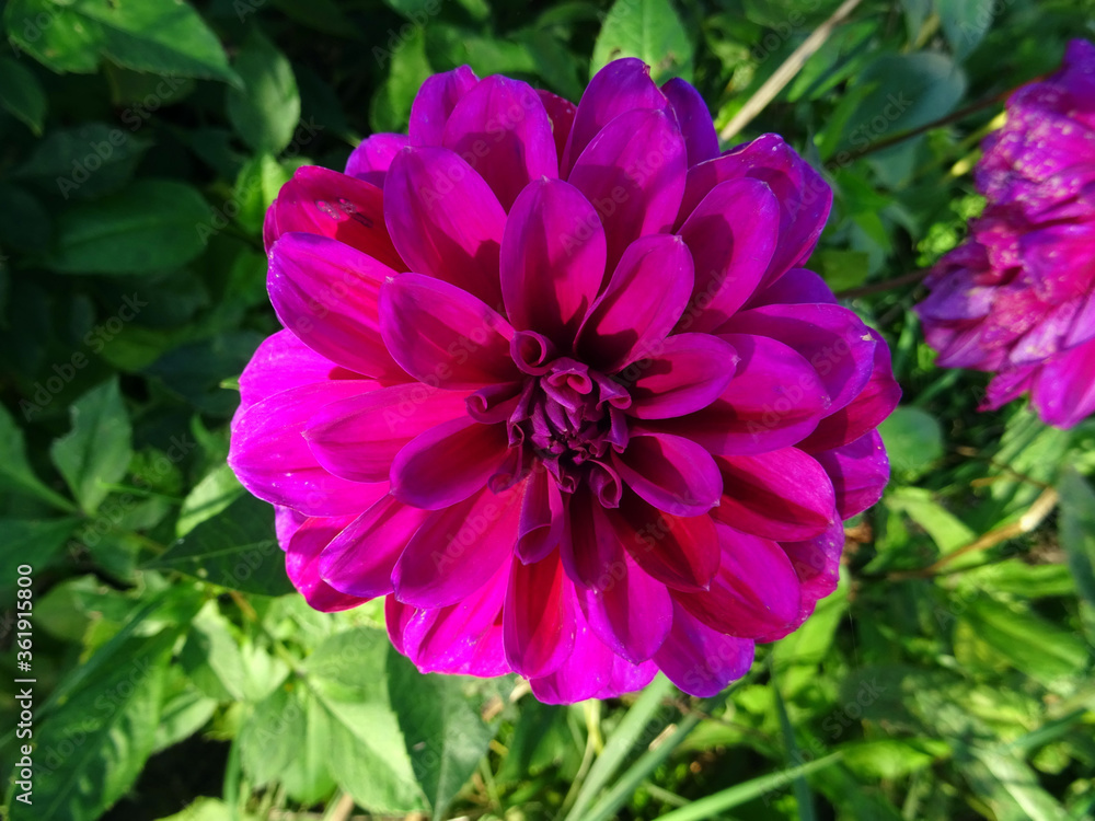 Obraz premium Dahlia violet