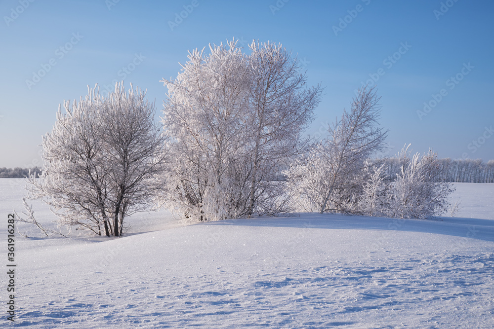 Birch trees under hoarfrost in snow field in winter season Birch trees under hoarfrost in snow field in winter season