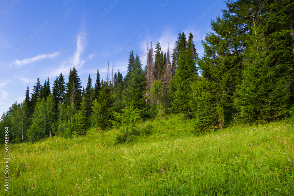 Fototapeta premium Beautiful summer landscape with coniferous forest, green meadows and blue sky. Saturated colors. Pines, spruce, green grass.