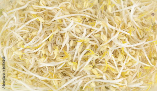 Top view of fresh bean sprouts in water