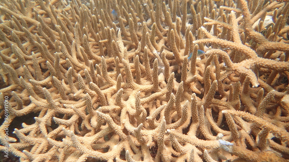 coral found at coral reef area at Tioman island, Malaysia coral found at coral reef area at Tioman island, Malaysia