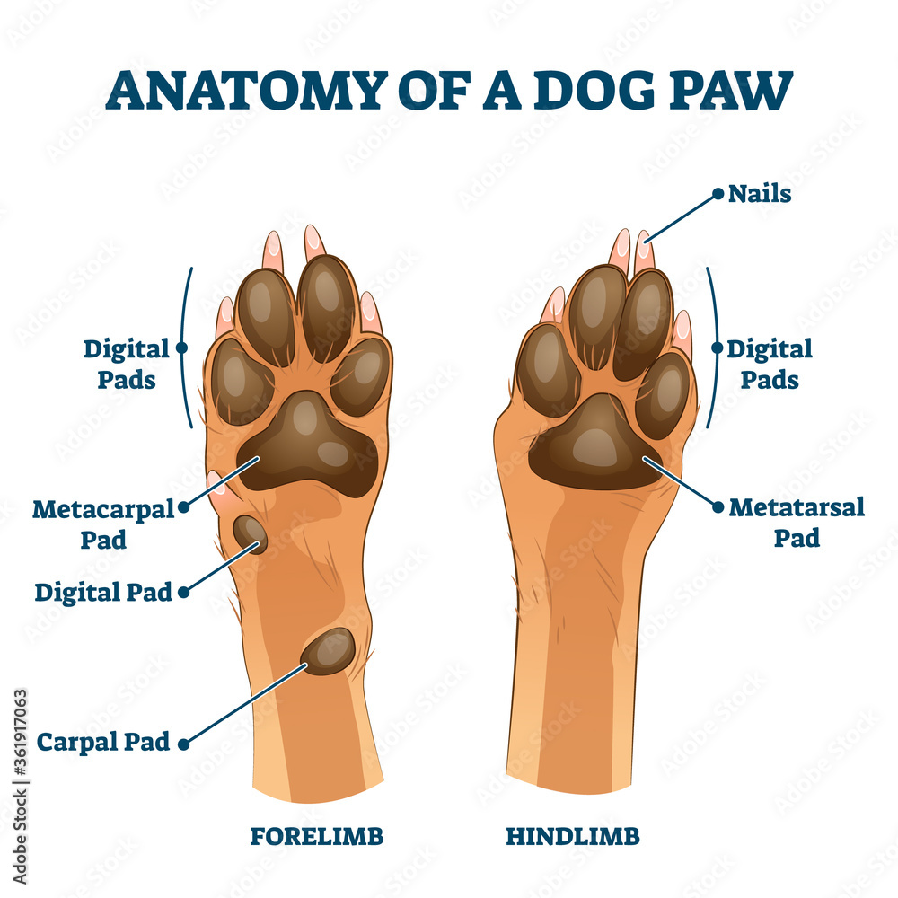 лапа собаки Собаки, Новорожденные щенки, Собачьи лапы
