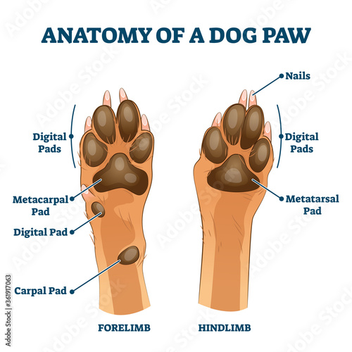 Anatomy of dog paw structure with forelimb and hindlimb vector illustration