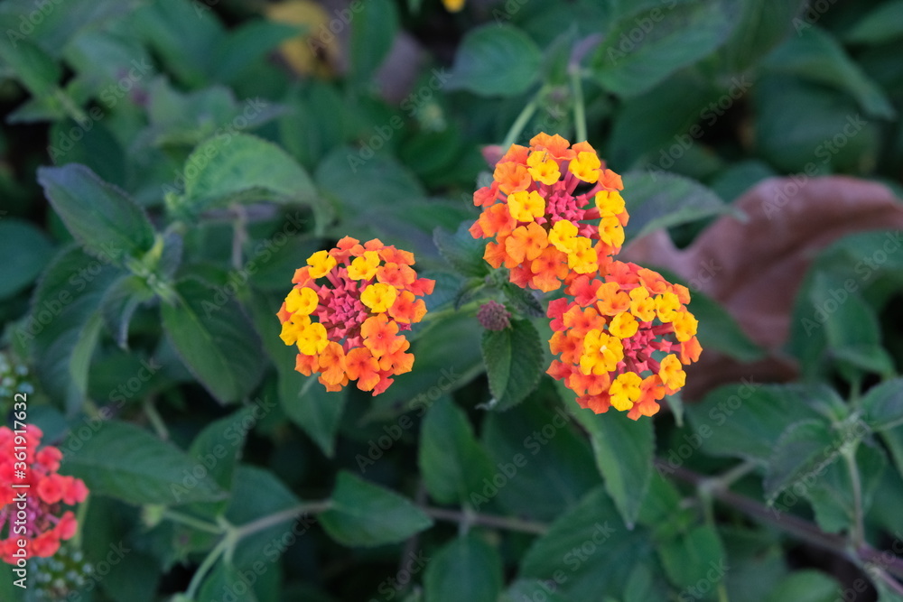 red and yellow flowers red and yellow flowers