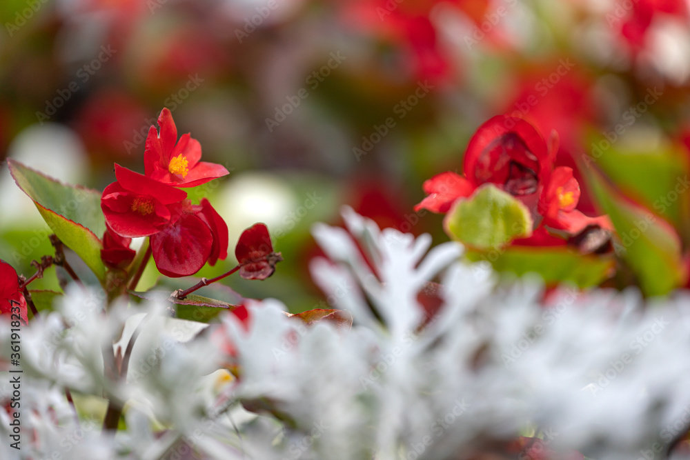 Obraz premium Close-up of a beautiful flower bed with white, red and pink flowers