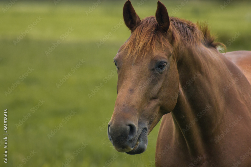 portrait of a horse