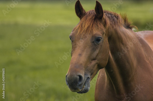 portrait of a horse © Anya Photography