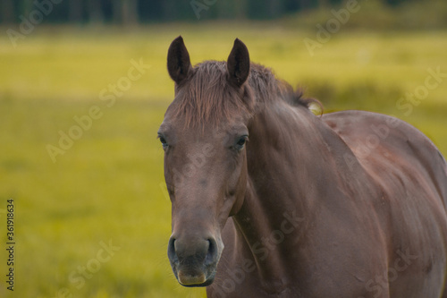horse in the field © Anya Photography