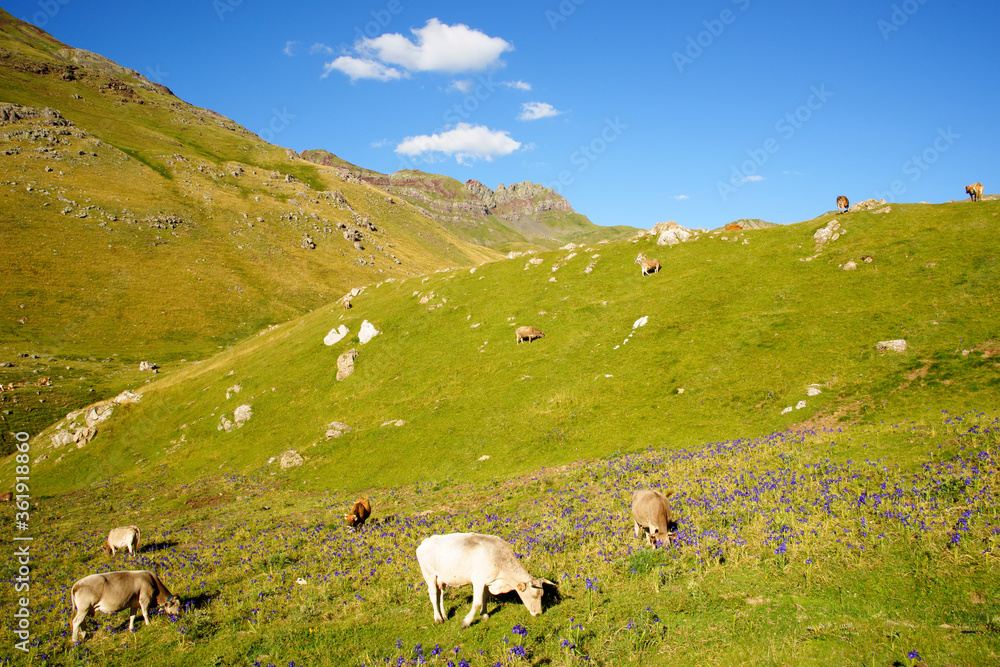 Pastos de montaña. canal de Izas.Pirineos.Huesca.Cordillera pirenaica.España.