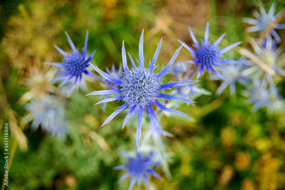 Canal Roya.Pirineos.Huesca.Cordillera pirenaica.Catalunya.España.