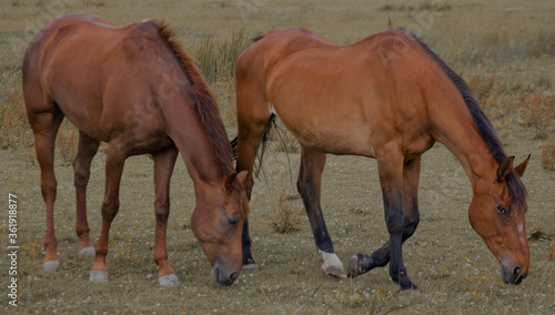 horses in the field