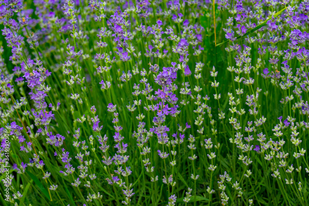 Fototapeta premium MOV LAVENDER FLOWERS ON THE GREEN PLAIN