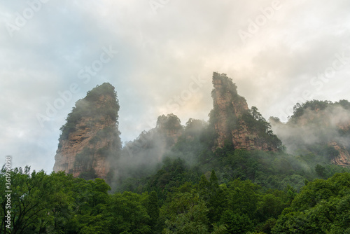 Fototapeta Naklejka Na Ścianę i Meble -  A natural backdrop of green, mist-shrouded Zhangjiajie National Forest Park in China.