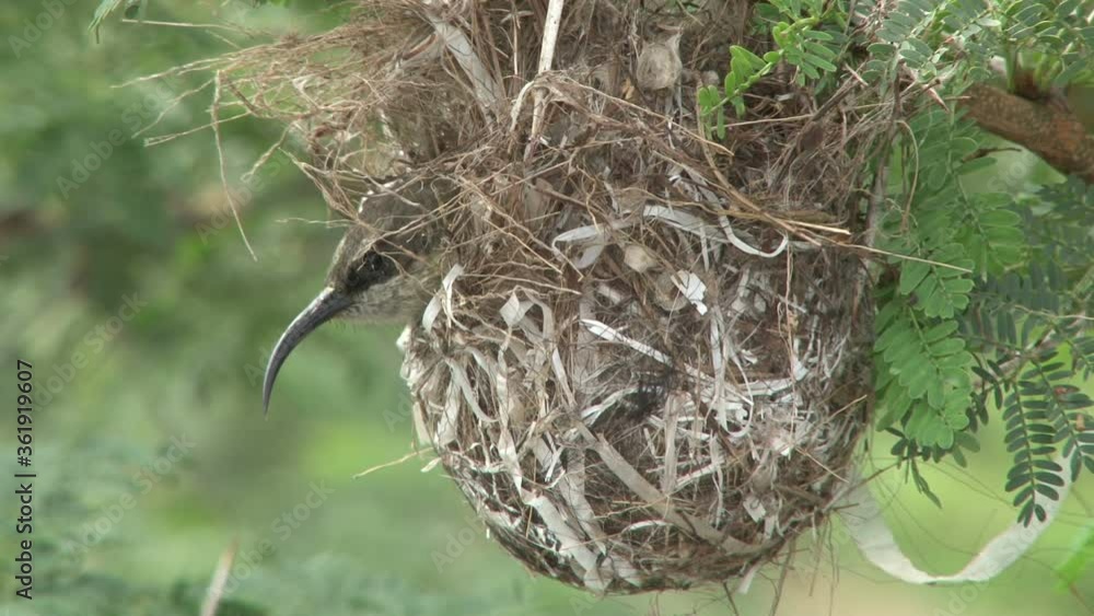 A female sunbird sitting on her eggs suddenly takes off from her nest