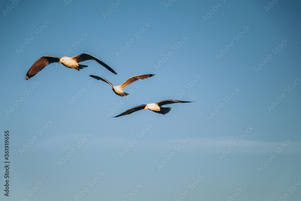 birds in flight on the sea