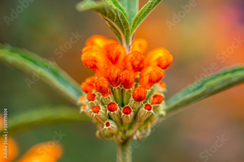 Close Up of a Fuzzy Orange Lions 
Ear  Plant