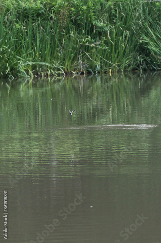 swallow in flight