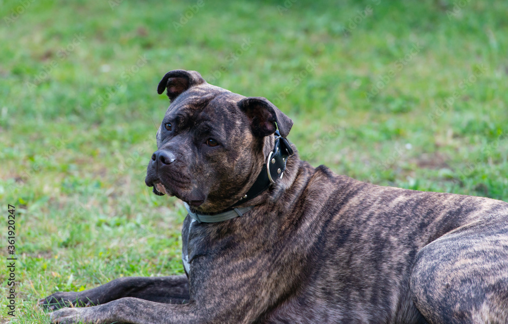 Staffordshire Bullterrier ist ein sehr beliebter Familienhund auch Babysitter Dog genannt 