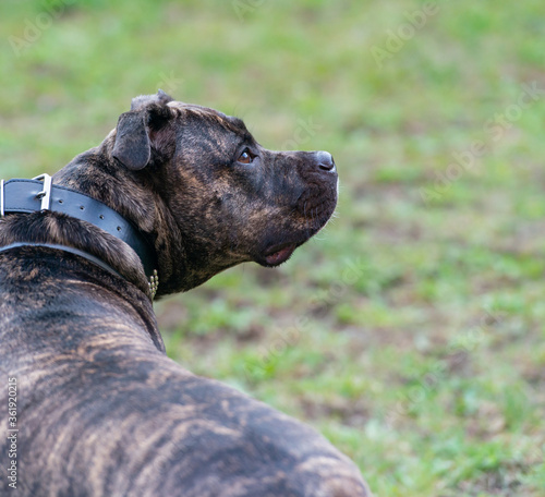 Staffordshire Bullterrier ist ein sehr beliebter Familienhund auch Babysitter Dog genannt  © Natascha