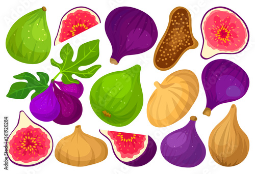 Fig vector cartoon set icon. Vector illustration fruit on white background. Isolated cartoon set icon fig.