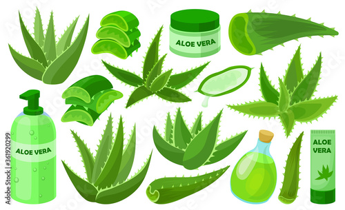 Aloe vera vector cartoon set icon. Vector illustration cactus on white background. Isolated cartoon set icon aloe vera.
