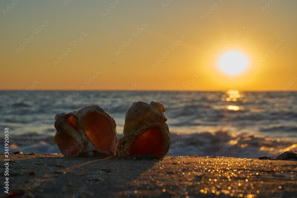 Image of seashells on the beach. Image of seashells on the beach.
