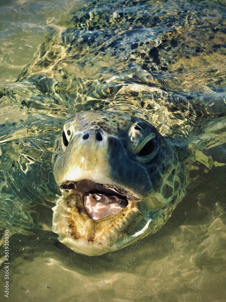 Obraz premium fish in the water