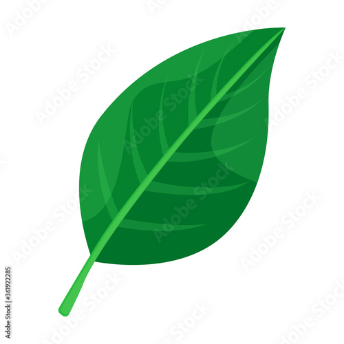 Leaf pear vector icon.Cartoon vector icon isolated on white background leaf pear.