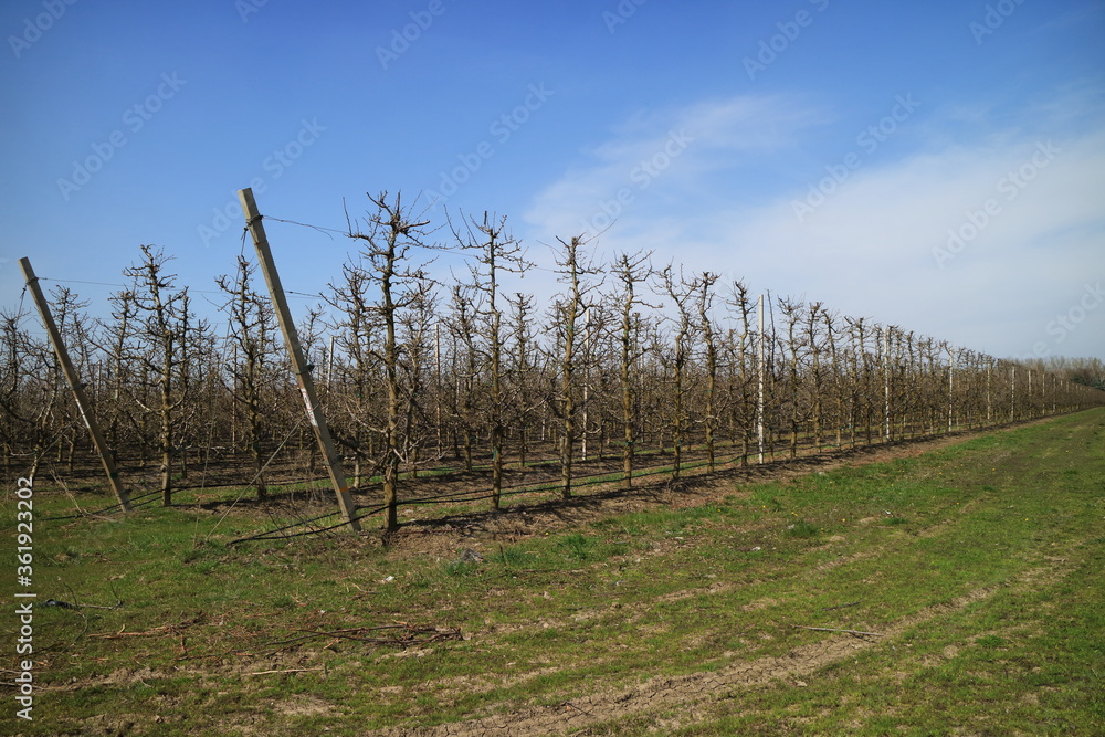 Apple garden in the spring. Apple garden in the spring.