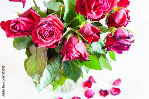 above view of bouquet of wilted red rose flowers in glass vase and fallen petals on pale brown table  focus on the bloom on foreground 