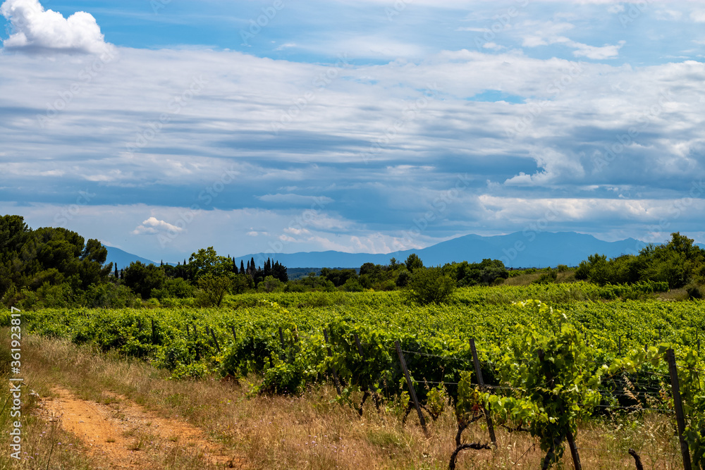 vineyard in france