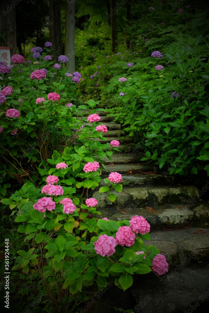 pink flower bed