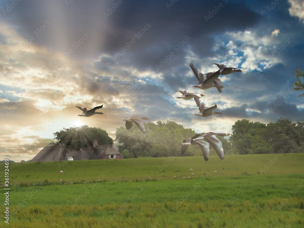 Fototapeta premium Goose