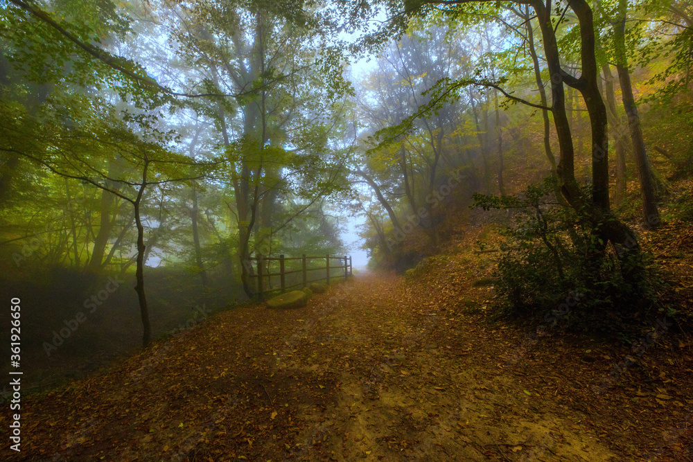 Naklejka premium Nel bosco