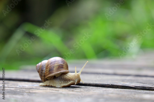 Helix pomatia, Roman snail, is crawling in garden after the rain, background with copy space