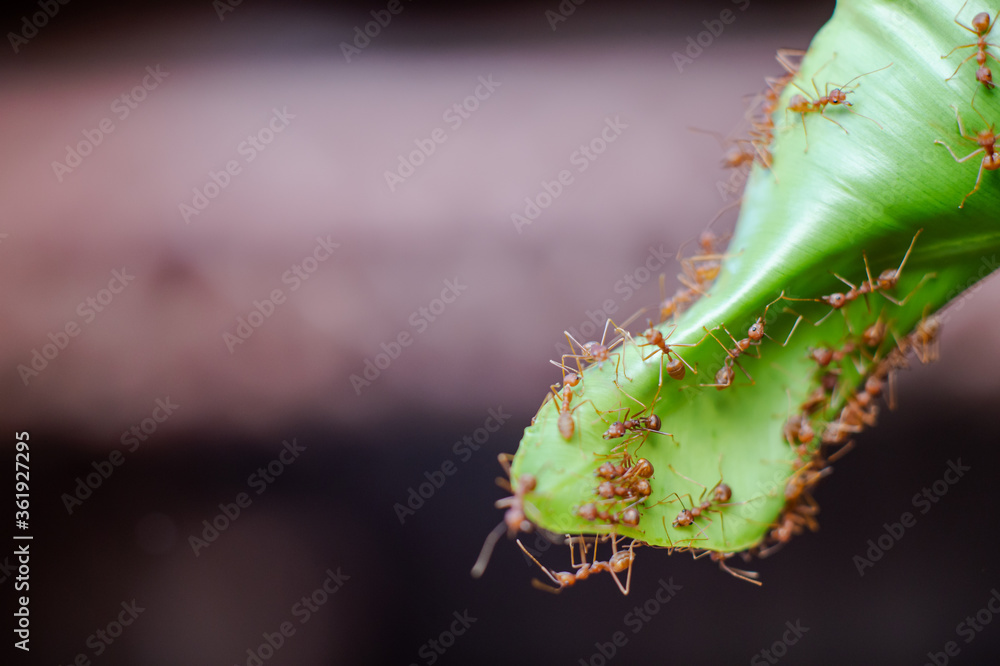 Fototapeta premium Red ants are helping to build a nest from large leaves.