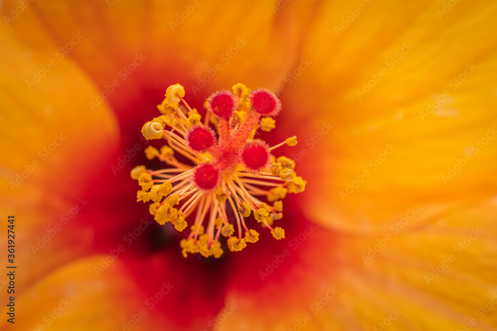 Yellow Orange and Red Hibiscus Flower